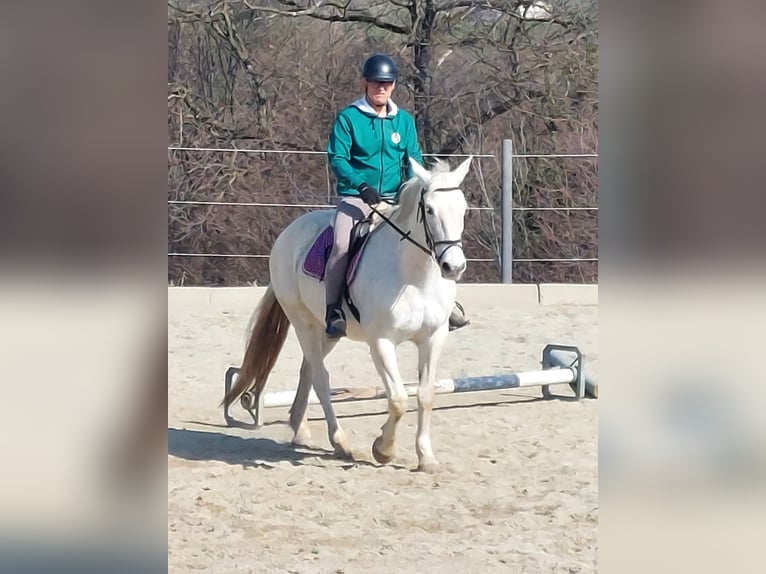 Irish Sport Horse Stute 19 Jahre 163 cm Schimmel in Pöllau
