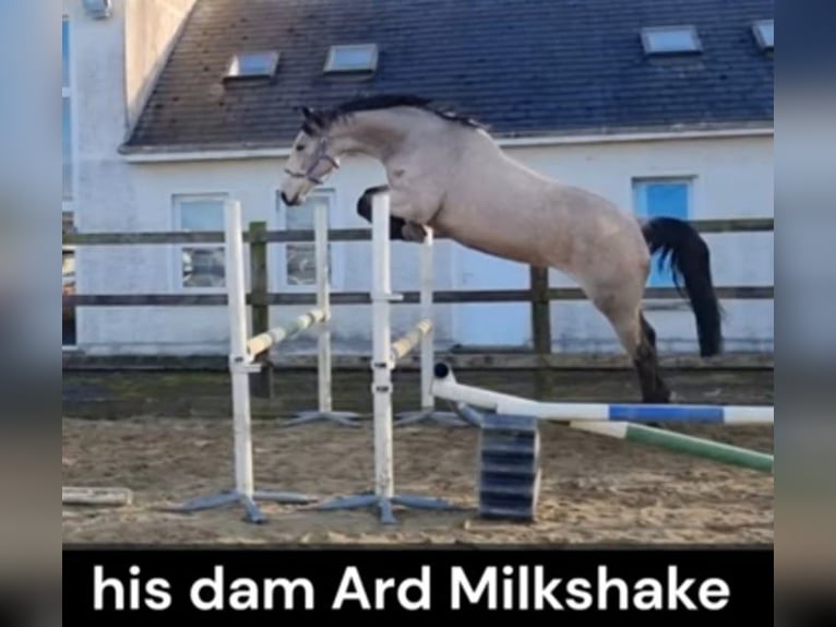 Irish Sport Horse Stute 1 Jahr Falbe in Le Dezert