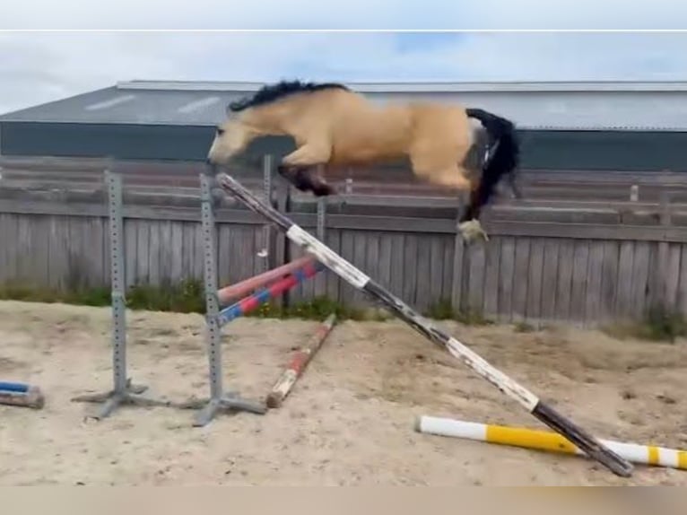 Irish Sport Horse Stute 1 Jahr Falbe in Le Dezert