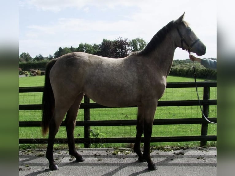 Irish Sport Horse Stute 1 Jahr Falbe in Westmeath