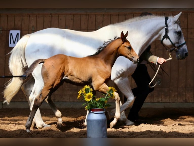 Irish Sport Horse Stute 22 Jahre 162 cm Schimmel in Schierensee