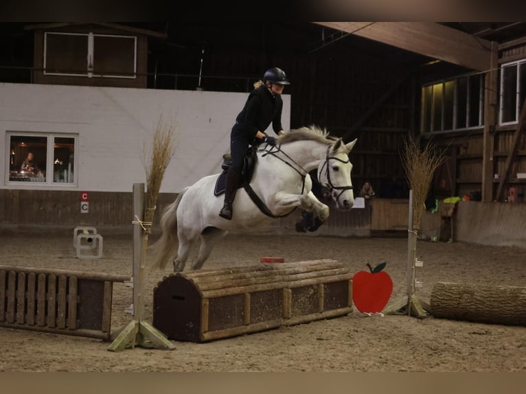 Irish Sport Horse Stute 22 Jahre 162 cm Schimmel in Schierensee