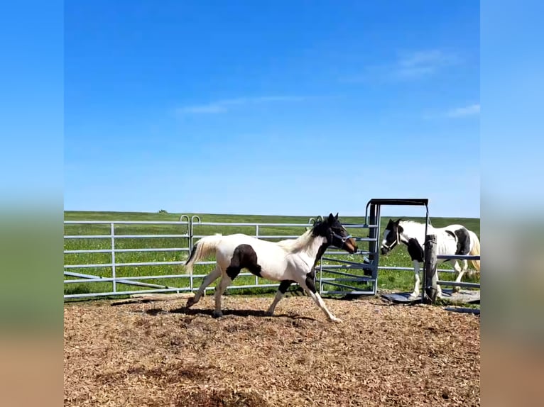 Irish Sport Horse Mix Stute 2 Jahre 135 cm Schecke in Legau