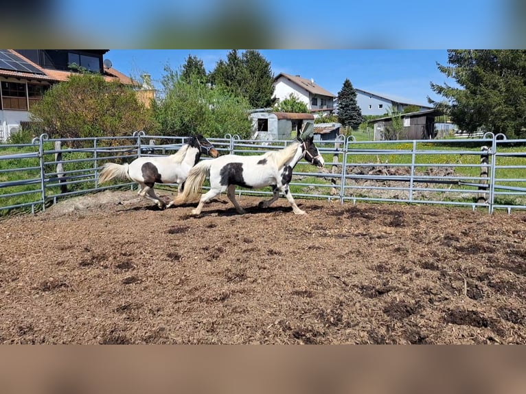 Irish Sport Horse Mix Stute 2 Jahre 135 cm Schecke in Legau