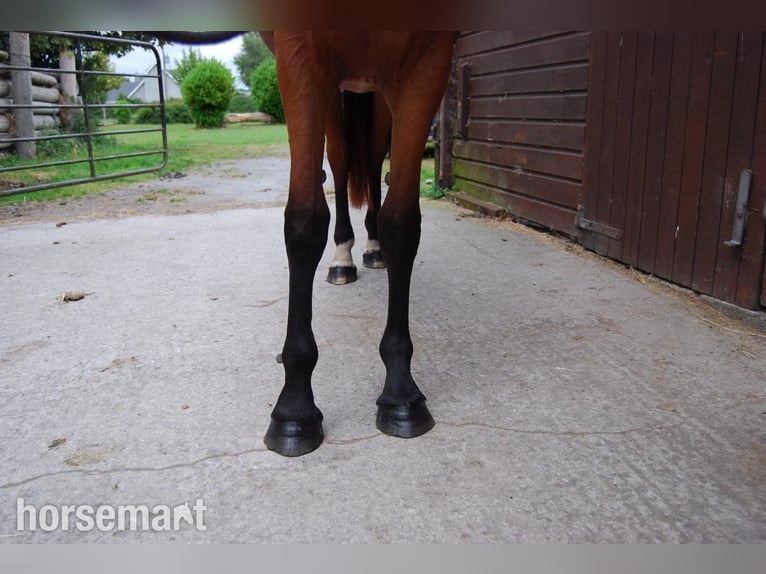 Irish Sport Horse Stute 2 Jahre 147 cm Rotbrauner in Dublin