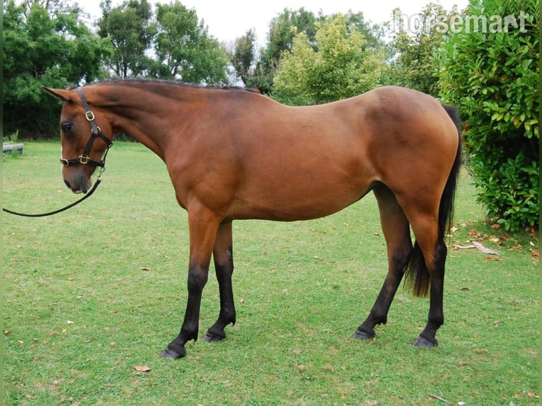 Irish Sport Horse Stute 2 Jahre 152 cm Rotbrauner in Dublin