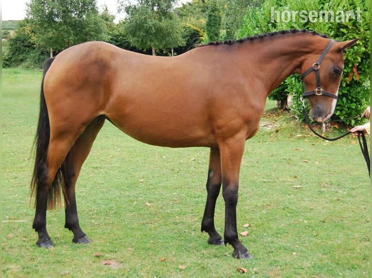 Irish Sport Horse Stute 2 Jahre 152 cm Rotbrauner in Dublin