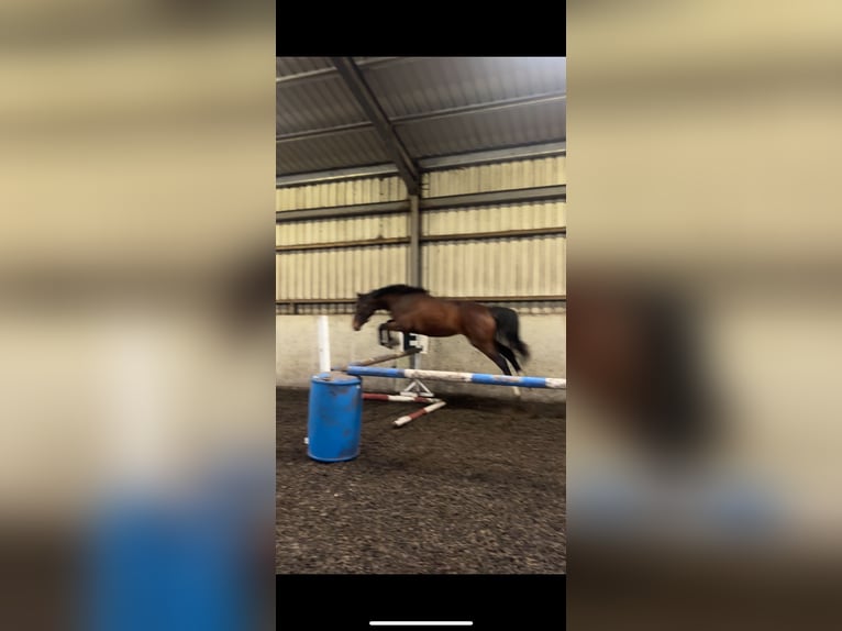 Irish Sport Horse Stute 2 Jahre 163 cm Rotbrauner in Connacht