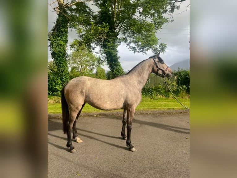 Irish Sport Horse Stute 3 Jahre 148 cm Apfelschimmel in Mayo
