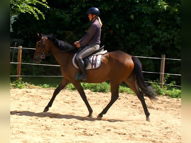 Irish Sport Horse Stute 3 Jahre 152 cm Brauner in Velpke