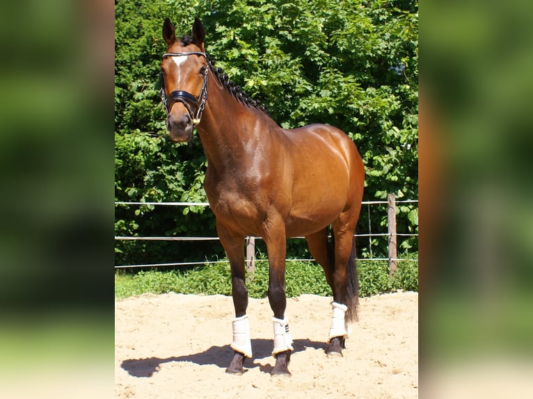 Irish Sport Horse Stute 3 Jahre 152 cm Brauner in Velpke
