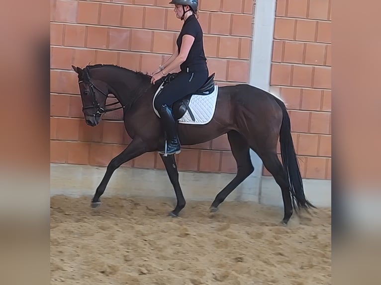 Irish Sport Horse Stute 3 Jahre 160 cm Brauner in Lage Irish Sport Horse Stute 3 Jahre 160 cm Brauner in Lage