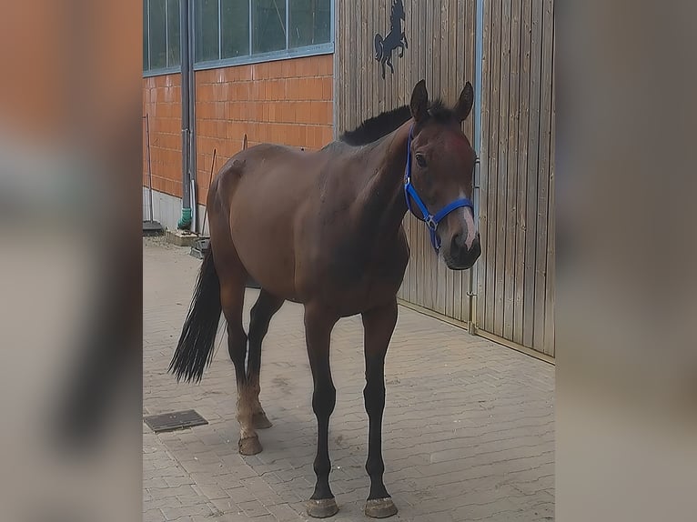 Irish Sport Horse Stute 3 Jahre 160 cm Brauner in Lage