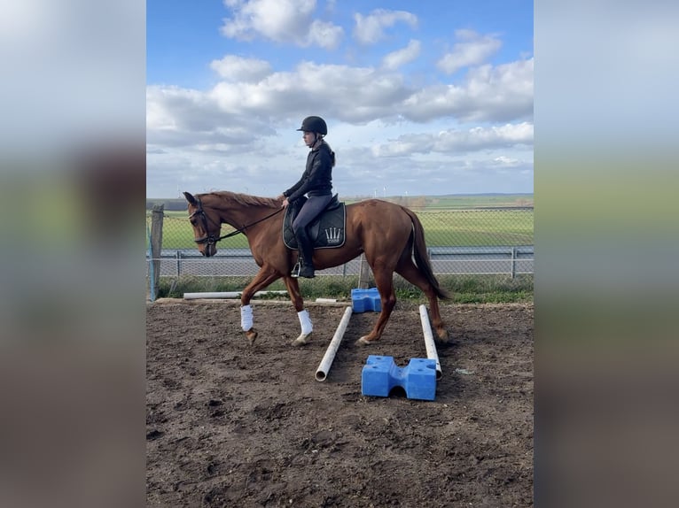 Irish Sport Horse Stute 3 Jahre 160 cm Fuchs in Wülperode