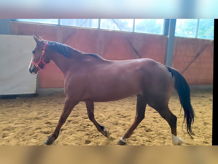 Irish Sport Horse Stute 3 Jahre 162 cm Fuchs in Lage