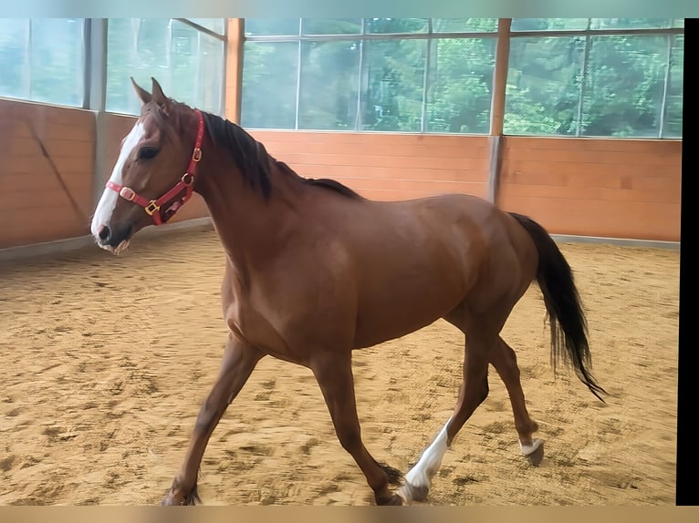 Irish Sport Horse Stute 3 Jahre 162 cm Fuchs in Lage