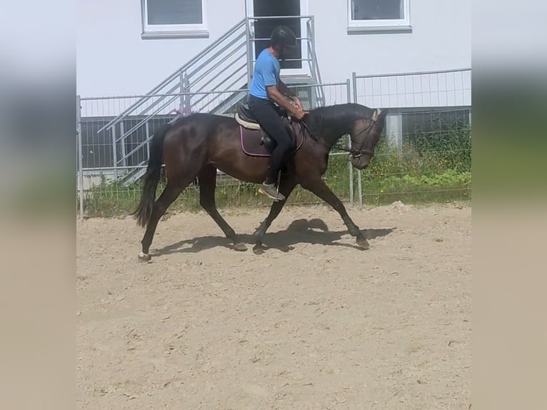 Irish Sport Horse Stute 3 Jahre 164 cm Brauner in Lage