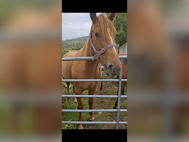 Irish Sport Horse Stute 3 Jahre 168 cm Dunkelfuchs in Mayo