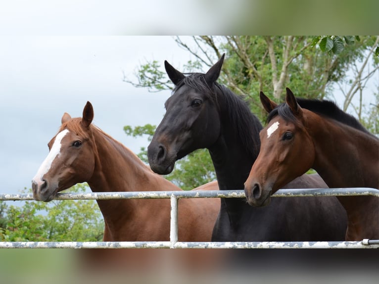 Irish Sport Horse Stute 3 Jahre 172 cm Rotbrauner in Tipperary
