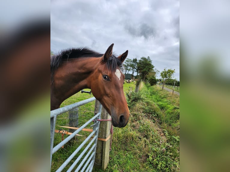 Irish Sport Horse Stute 3 Jahre 172 cm Rotbrauner in Tipperary