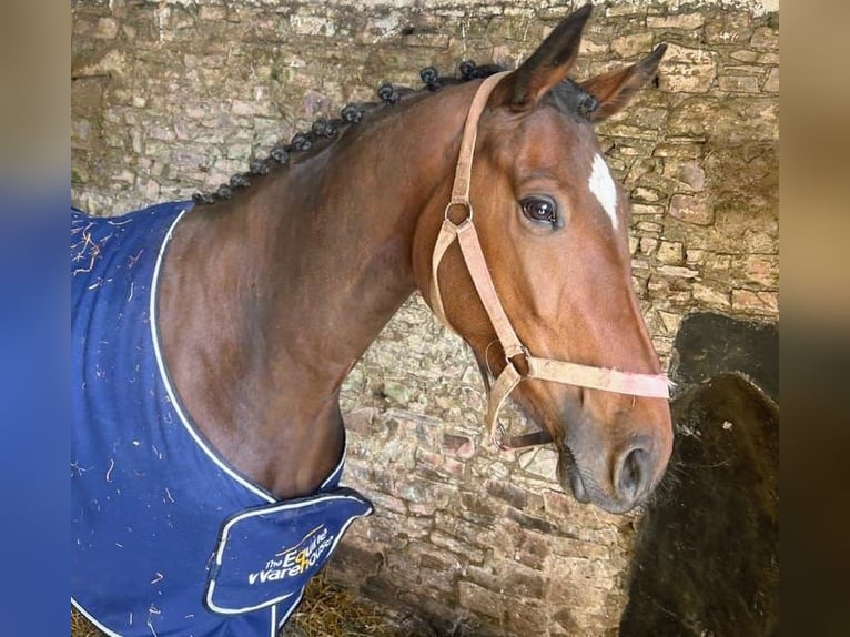 Irish Sport Horse Stute 3 Jahre 172 cm Rotbrauner in Tipperary