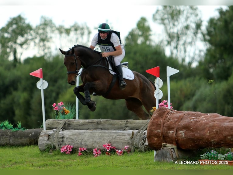 Irish Sport Horse Stute 3 Jahre 172 cm Rotbrauner in Tipperary