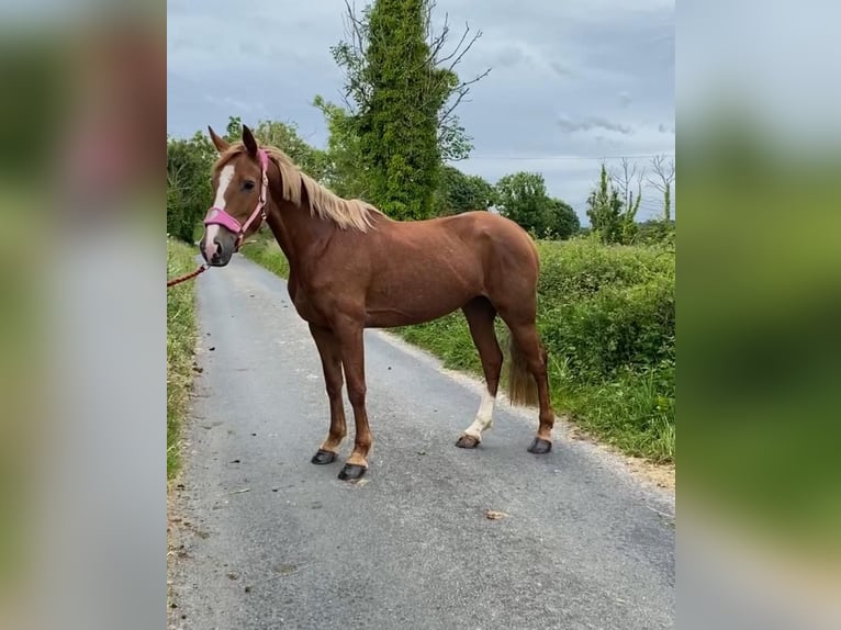 Irish Sport Horse Stute 4 Jahre 148 cm Dunkelfuchs in Sligo