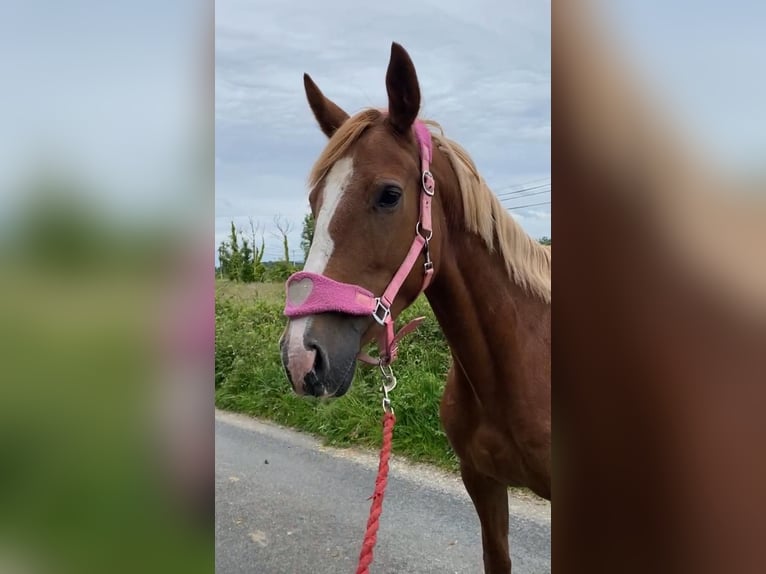 Irish Sport Horse Stute 4 Jahre 148 cm Dunkelfuchs in Sligo