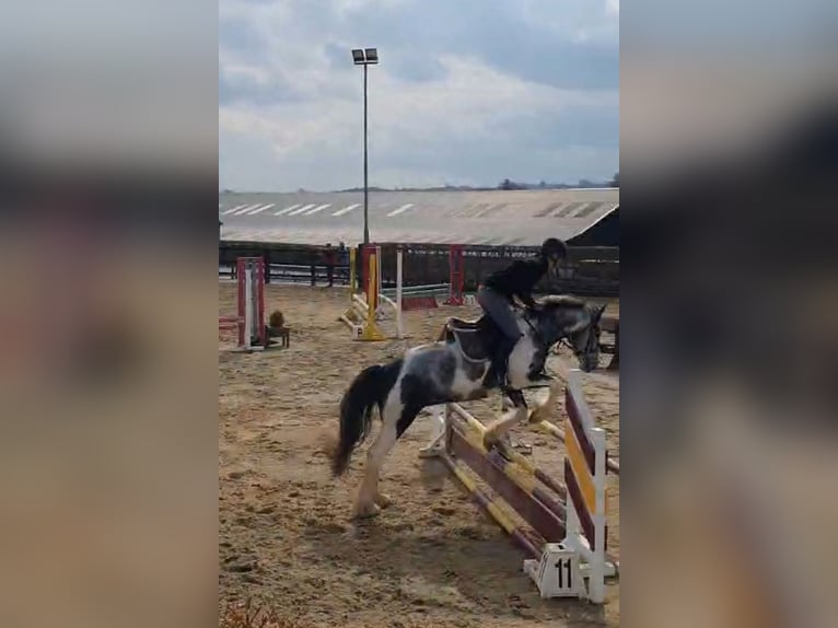 Irish Sport Horse Stute 4 Jahre 152 cm in Leitrim
