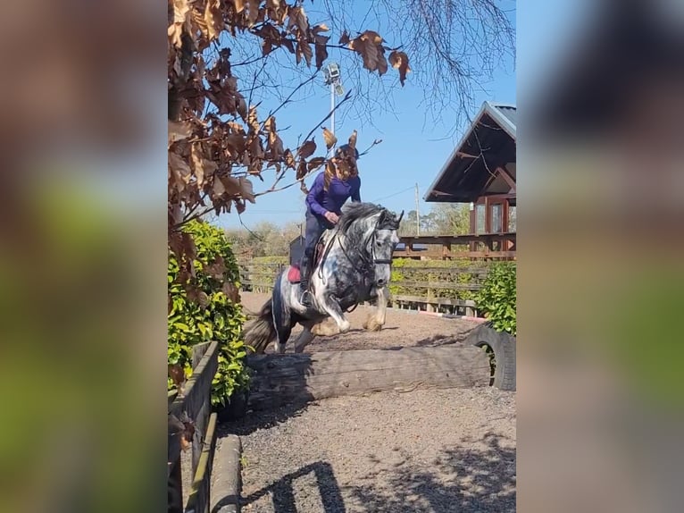 Irish Sport Horse Stute 4 Jahre 152 cm in Leitrim