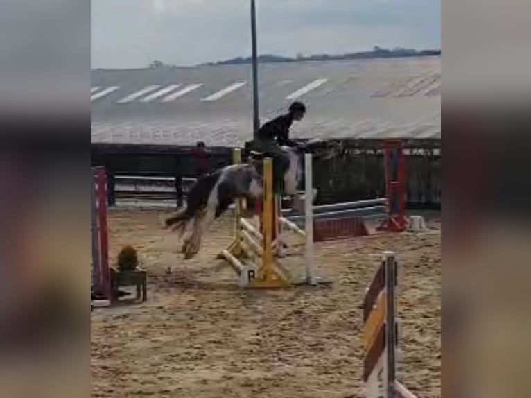 Irish Sport Horse Stute 4 Jahre 152 cm in Leitrim