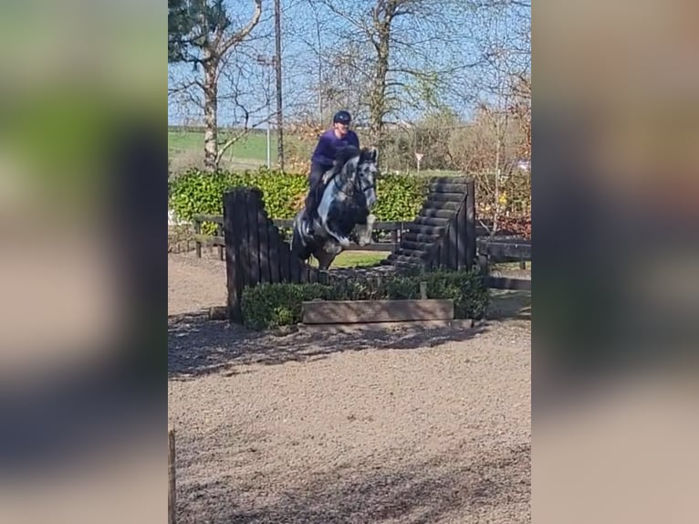 Irish Sport Horse Stute 4 Jahre 152 cm in Leitrim