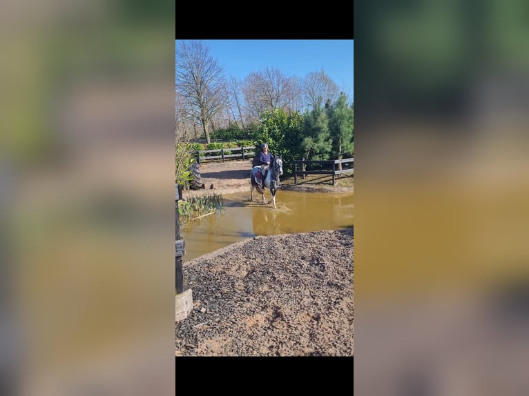Irish Sport Horse Stute 4 Jahre 152 cm in Leitrim