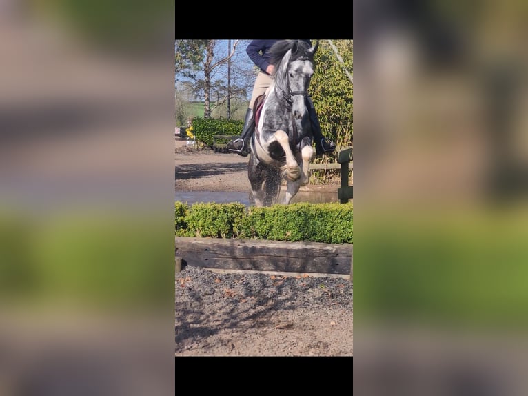 Irish Sport Horse Stute 4 Jahre 152 cm in Leitrim
