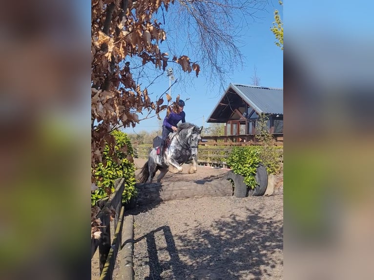 Irish Sport Horse Stute 4 Jahre 152 cm in Leitrim