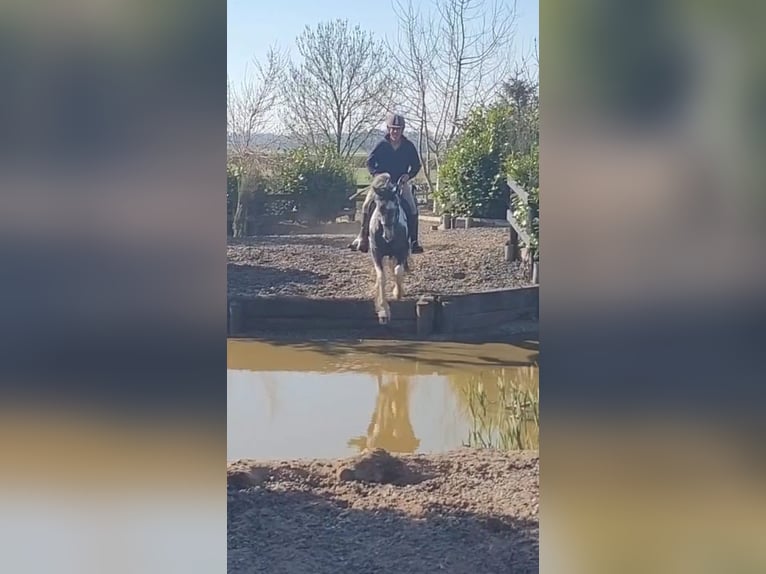 Irish Sport Horse Stute 4 Jahre 152 cm in Leitrim