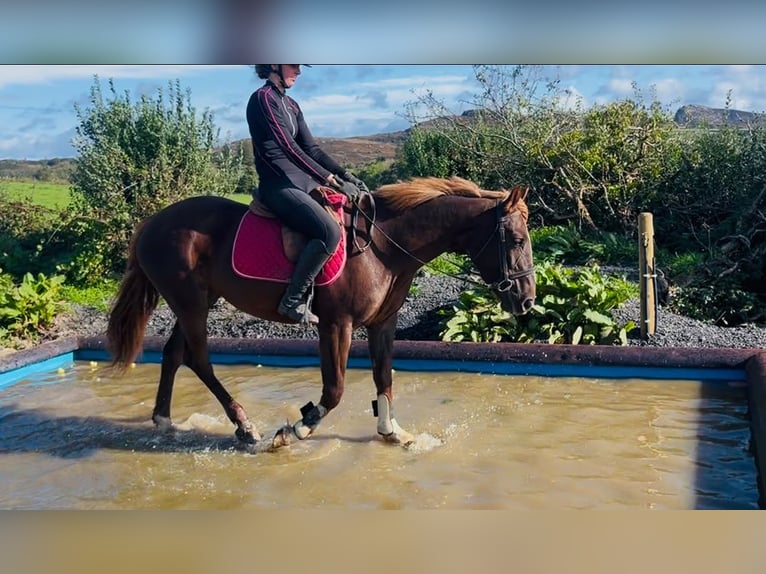 Irish Sport Horse Mix Stute 4 Jahre 155 cm Dunkelfuchs in Trebbin