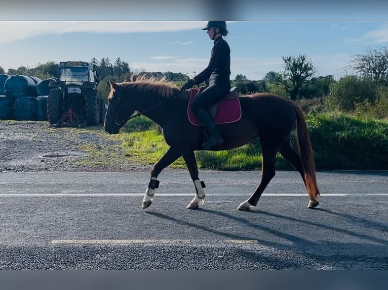Irish Sport Horse Mix Stute 4 Jahre 155 cm Dunkelfuchs in Trebbin