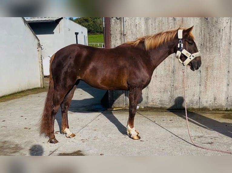 Irish Sport Horse Mix Stute 4 Jahre 155 cm Dunkelfuchs in Trebbin