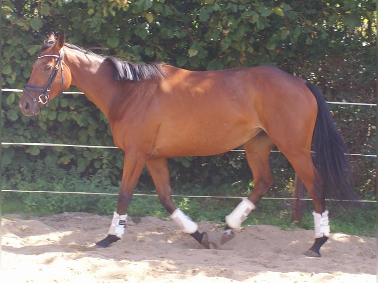Irish Sport Horse Stute 4 Jahre 156 cm Brauner in Velpke