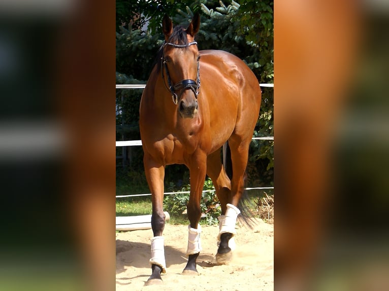 Irish Sport Horse Stute 4 Jahre 156 cm Brauner in Velpke