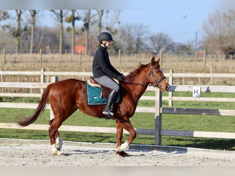 Irish Sport Horse Stute 4 Jahre 156 cm Rotfuchs in Bogaarden