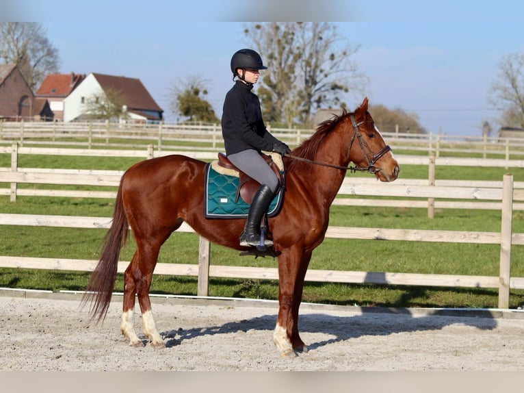 Irish Sport Horse Stute 4 Jahre 156 cm Rotfuchs in Bogaarden