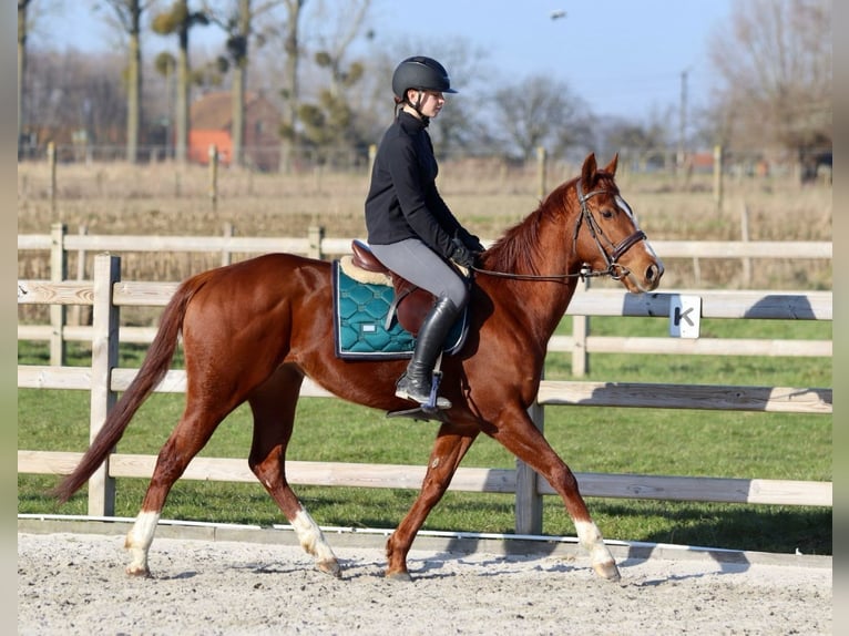 Irish Sport Horse Stute 4 Jahre 156 cm Rotfuchs in Bogaarden