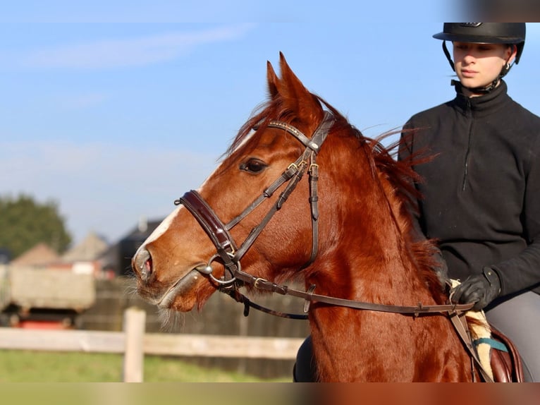 Irish Sport Horse Stute 4 Jahre 156 cm Rotfuchs in Bogaarden