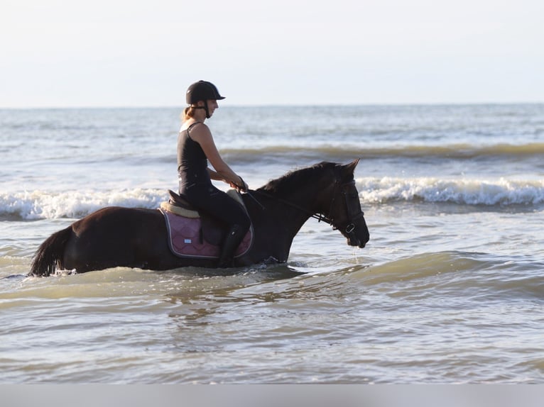 Irish Sport Horse Stute 4 Jahre 157 cm Braunfalbschimmel in Bogaarden