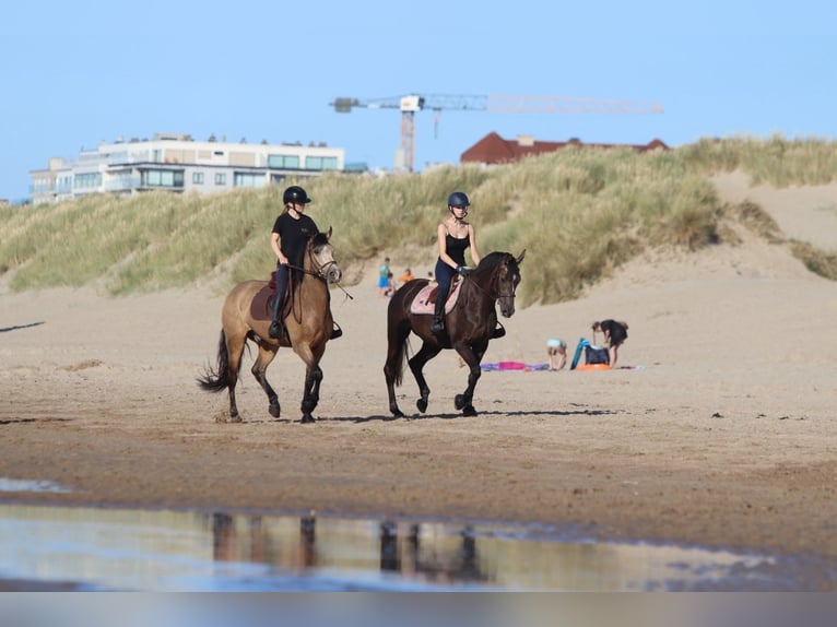 Irish Sport Horse Stute 4 Jahre 157 cm Braunfalbschimmel in Bogaarden