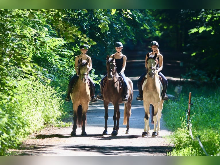 Irish Sport Horse Stute 4 Jahre 157 cm Braunfalbschimmel in Bogaarden
