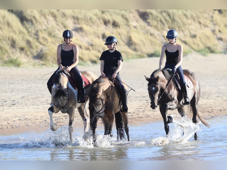 Irish Sport Horse Stute 4 Jahre 157 cm Braunfalbschimmel in Bogaarden