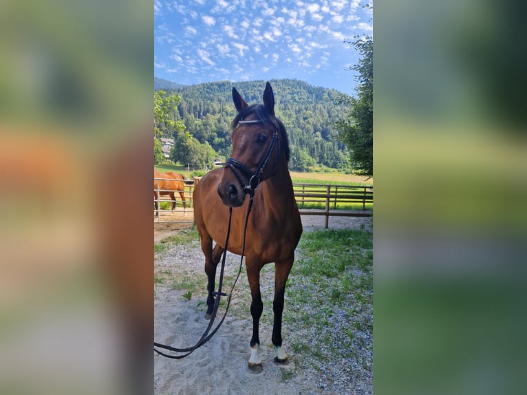 Irish Sport Horse Stute 4 Jahre 158 cm Brauner in Gummern